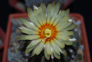 Astrophytum asterias
