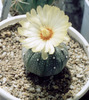 Astrophtum asterias