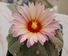 Astrophytum asterias