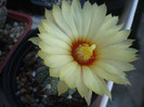 Astrophytum asterias