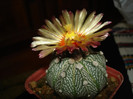 Astrophytum asterias