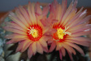 Astrophytum asterias