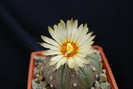 Astrophytum asterias