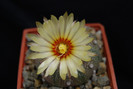 Astrophytum asterias