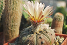 Astrophytum asterias