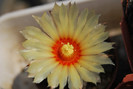 Astrophytum asterias