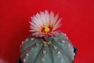 Astrophytum asterias