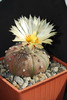 Astrophytum asterias