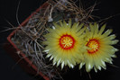 Astrophytum capricorne