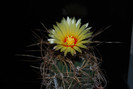 Astrophytum capricorne