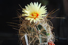 Astrophytum capricorne