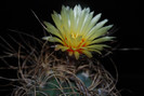 Astrophytum capricorne
