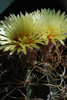 Astrophytum capricorne