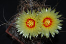 Astrophytum capricorne
