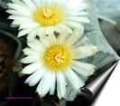 Astrophytum myriostigma