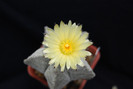 Astrophytum myriostigma