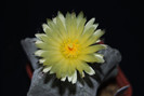 Astrophytum myriostigma