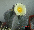 Astrophytum myriostigma