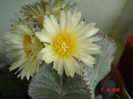 Astrophytum myriostigma