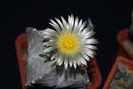 Astrophytum myriostigma var. quadricostatum