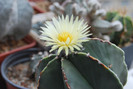 Astrophytum myriostigma var. nudum