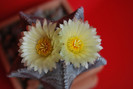 Astrophytum myriostigma