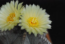 Astrophytum myriostigma