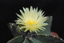 Astrophytum myriostigma var. nudum
