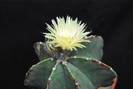 Astrophytum myriostigma var. nudum
