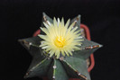 Astrophytum myriostigma var. nudum