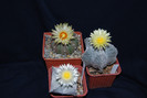 Astrophytum grup