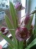 7dec,Miltonia 44lei din Mr Bricolage