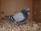 mascul 2007-vandut