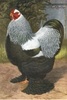 www.brahma-galamb.gportal.hu