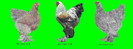 www.indiez.de
