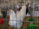 araucana alb
