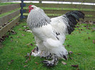 Brahma_Zucht_2011_06