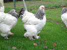 Brahma_Zucht_2011_03