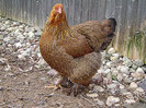 Brahma_Zucht_2011_10