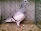 Silber_argintiu 1,0