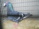13462b porumbel spaniol