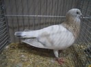 13540a basra abrasdel 1