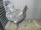 41268b king