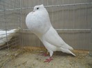 23689a g turingia