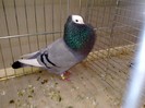 23737a g turingia