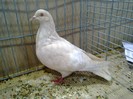 26599a porumbel campenesc