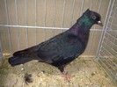 26680a porumbel cu luciu