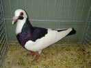 27460a  cotofana franconiana