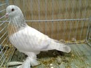 27944a unicolor turingia