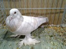27945a unicolor turingia
